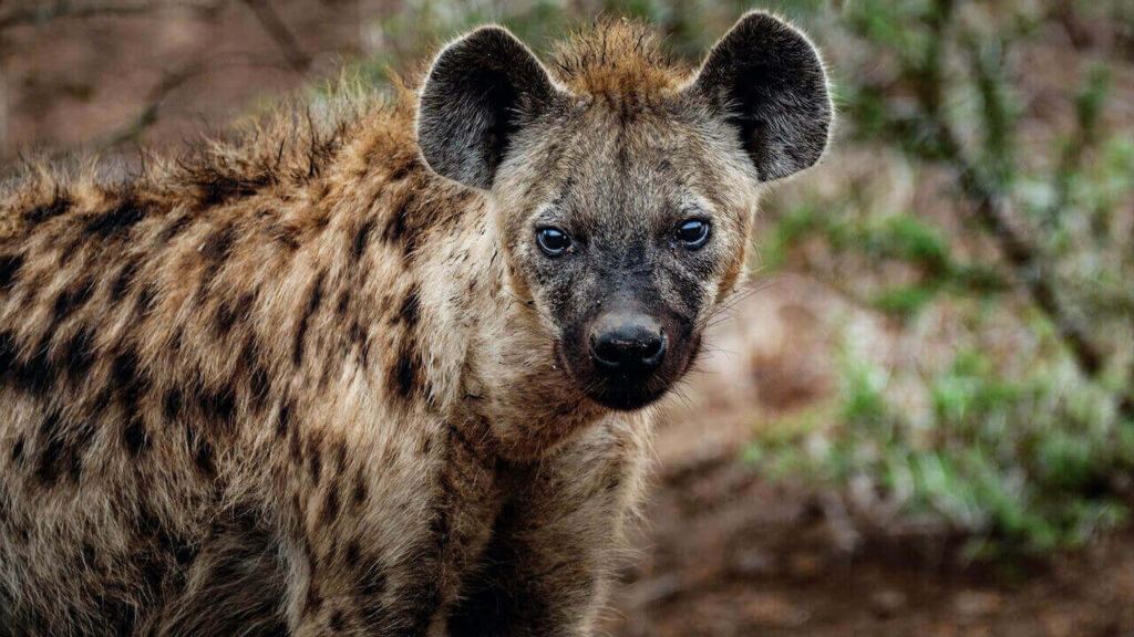 Hyena is one of the smartest African animals
