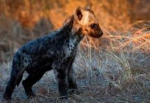 a hyena cub