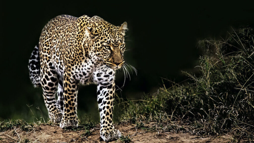 african leopard at night
