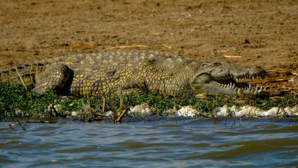 nile crocodile lying next by the river