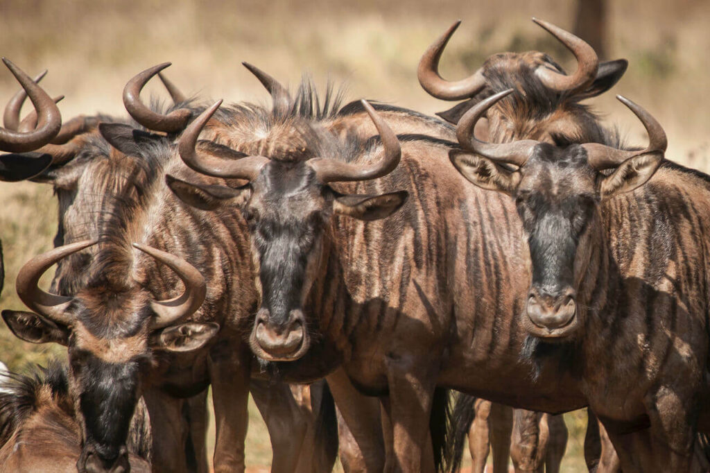 5 units in a wildebeest migration