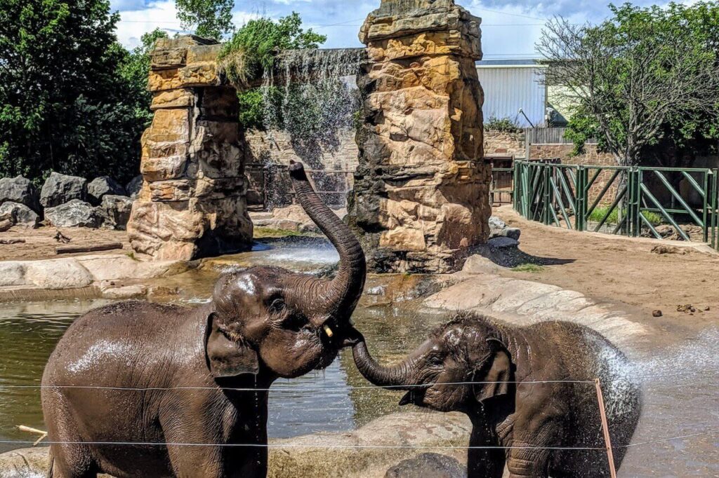 Elephants are playing in Chester Zoo, one of the most popular travel destinations in England