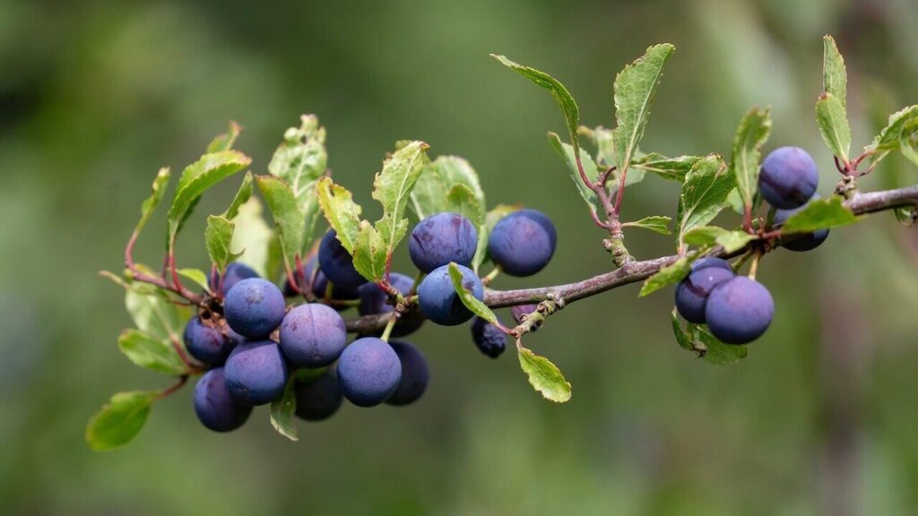 damson fruit in Lake District England
