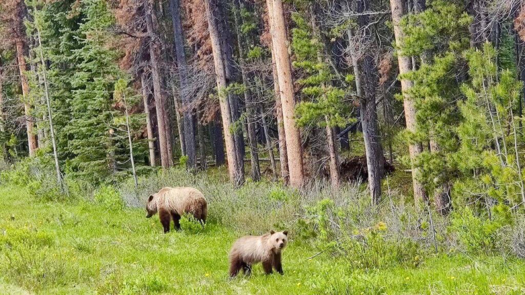 Mommy and baby brown bears in Jasper National Park, Alberta