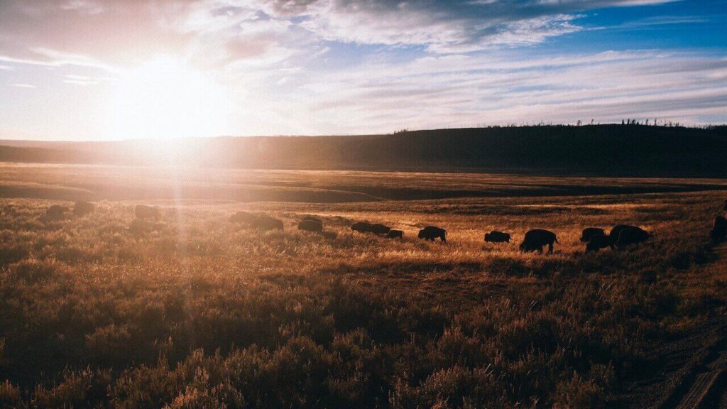 A herd of bison in Hayden Valley wildlife