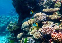 great barrier reef australia vulnerable tourist destination