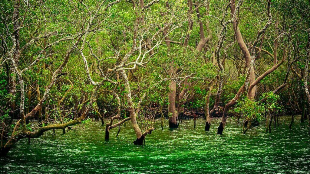 plants in the sundarbans mangrove forest