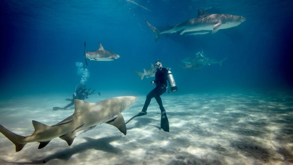 Swimming with a school of sharks in the Bahamas is one of travel experiences of a lifetime