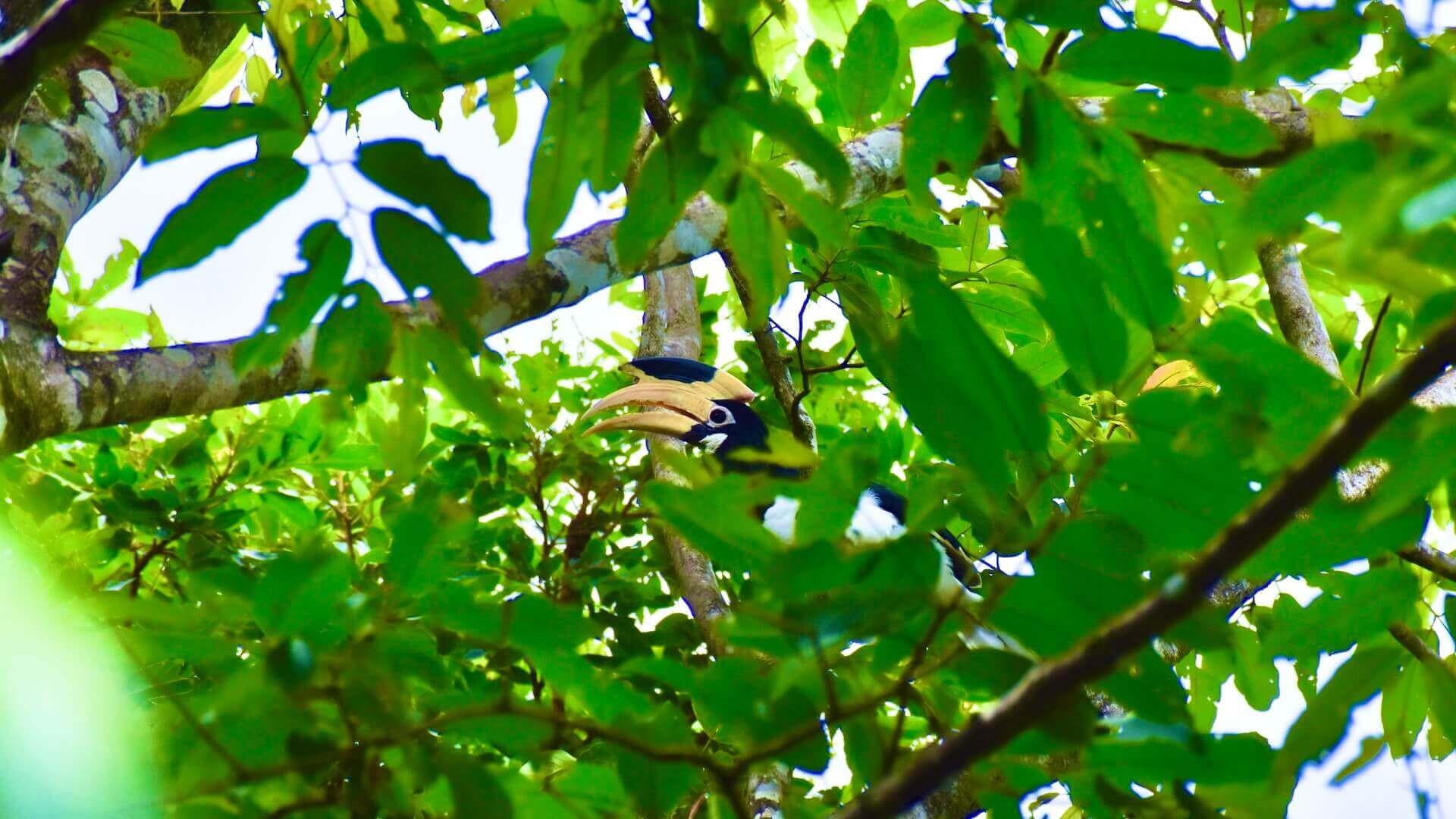 hornbill nature nest dandeli