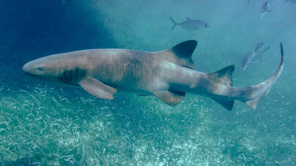 A two meters nurse shark at the Hol Chan Marine Reserve
