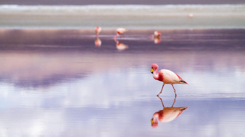 A photo of Salar de Uyuni reflection of the flamingo