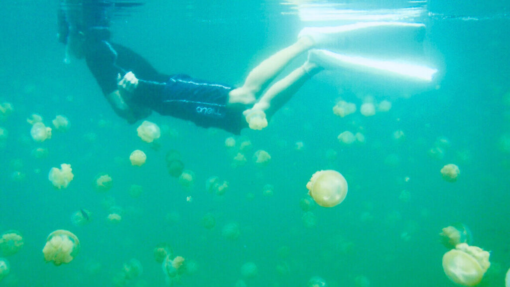 snorkeling jellyfish lake