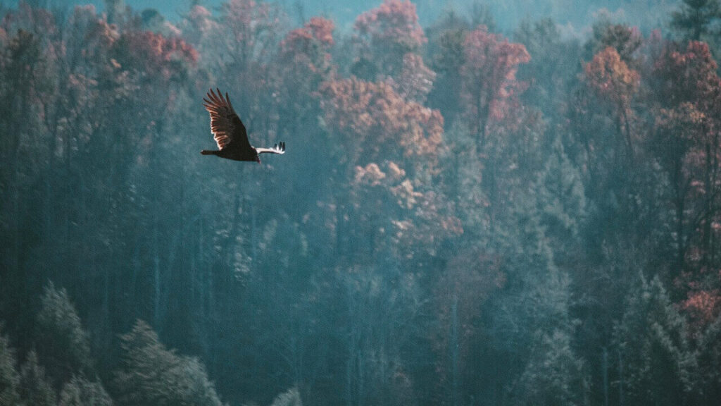 one of the great smoky mountains national park photos taking a vulture soaring
