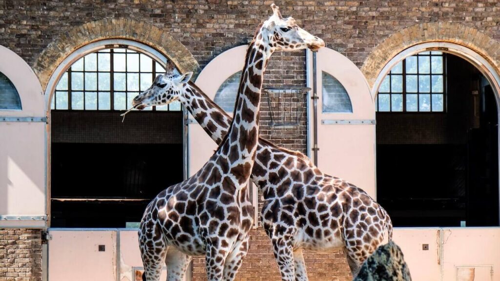 giraffes london zoo