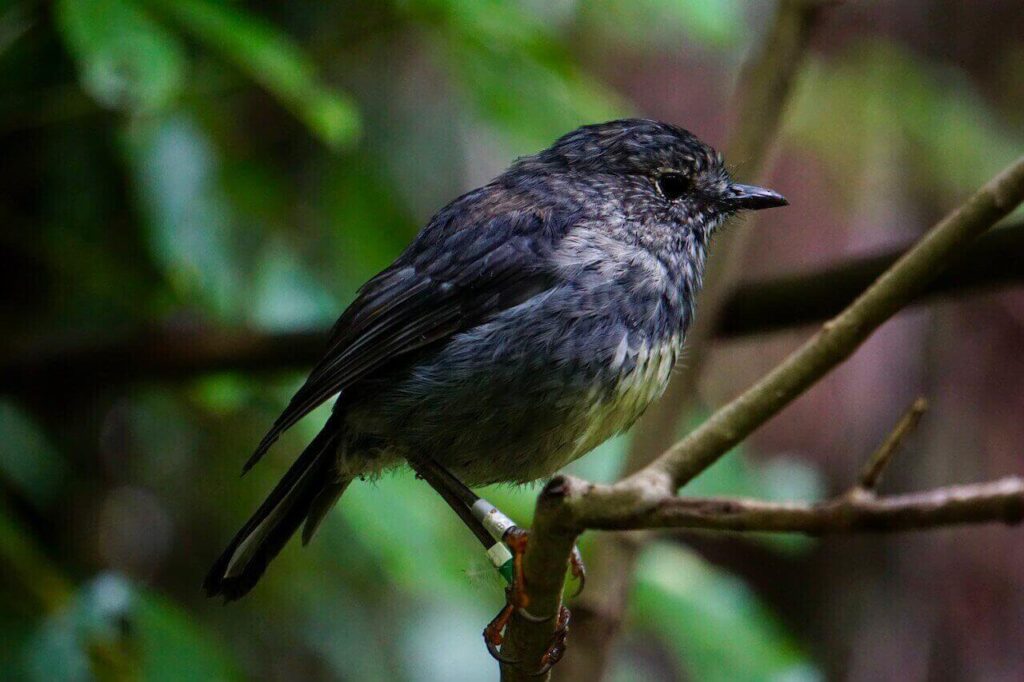 The New Zealand Robin or Toutouwai can only be found in New Zealand