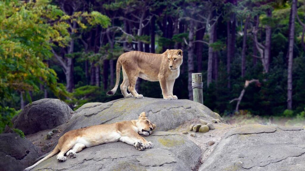 lions at wellington zoo