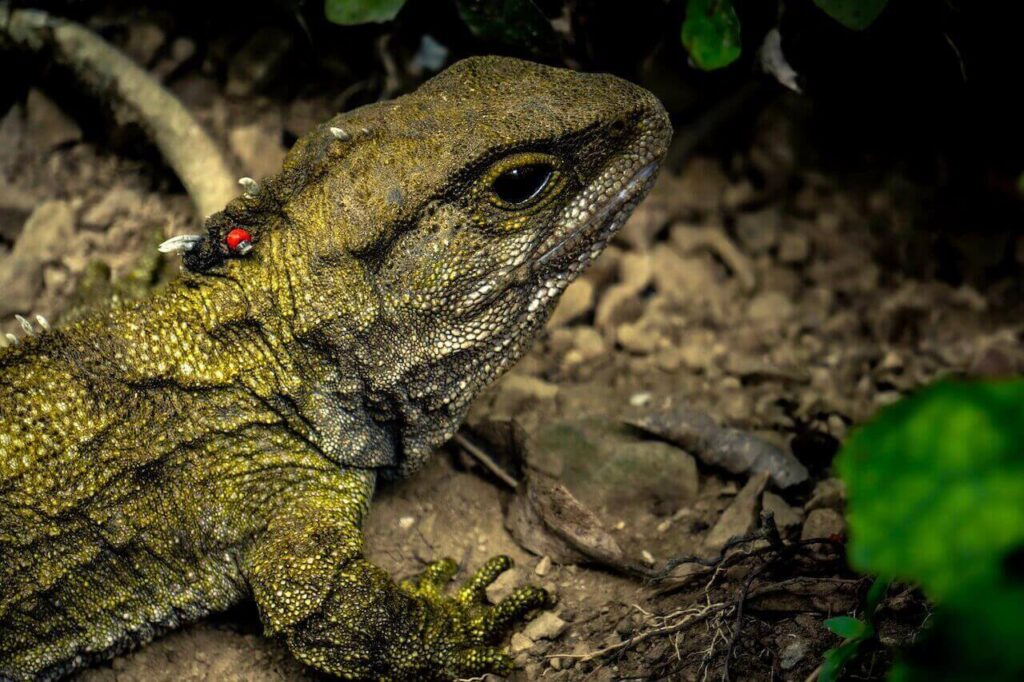 The tuatara is a lizard-like reptile that can only be found in New Zealand