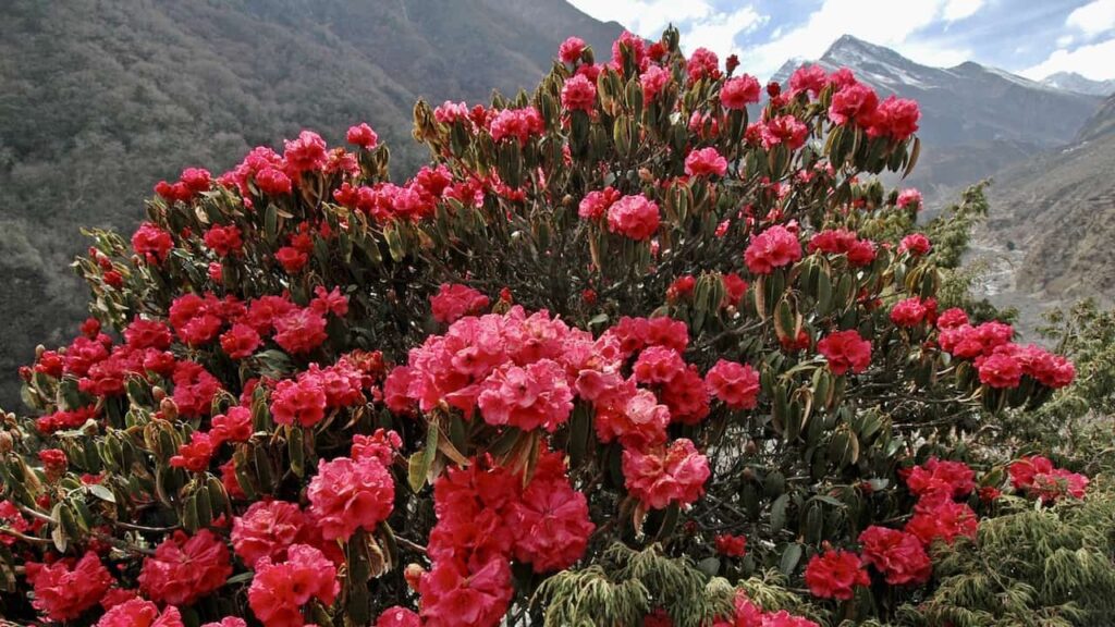 Rhododendron Forest in the Sagarmatha National Park, Himalaya