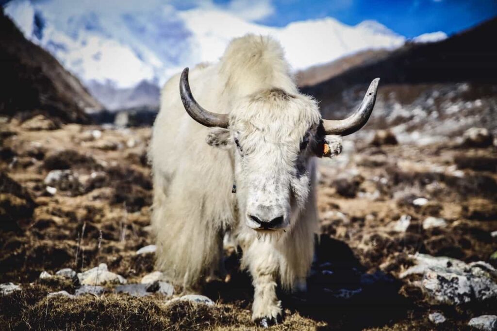 A wild Himalayan yak