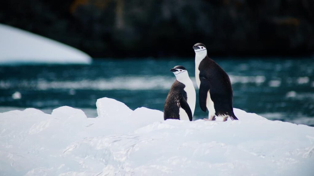 Penguins in the Ross Sea Marine Protected Area one of the largest national parks in the world