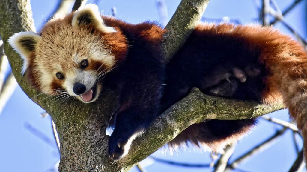 The Himalayan Red Panda in its habitat