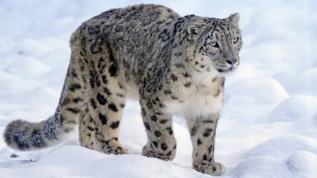 A snow leopard in the area of Mount Everest