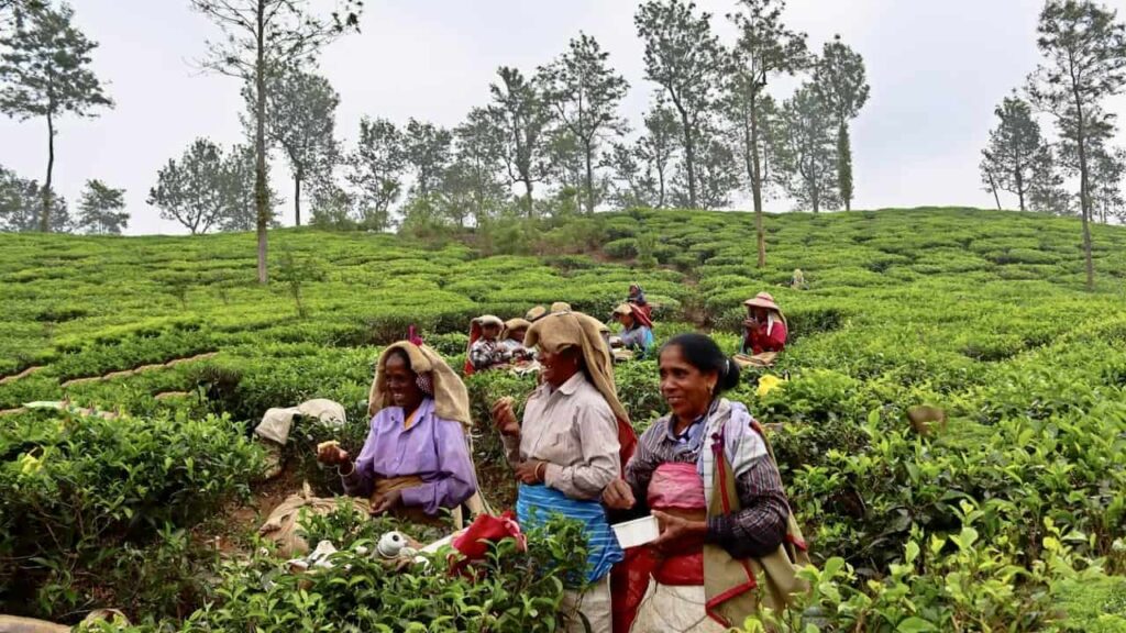 tea estates in wayanad must visit places
