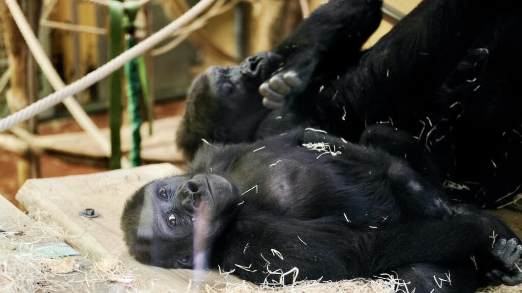 gorilla Budapest Zoo
