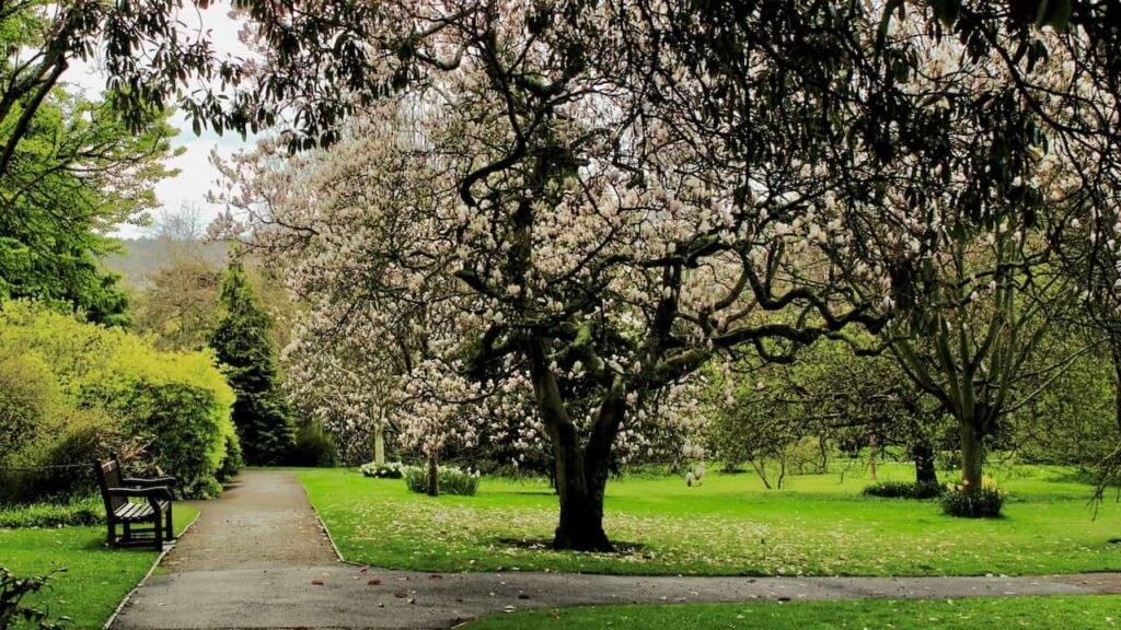 magnolia trees in the Royal Victoria Park is one of reasons why bath city in england is worth visiting