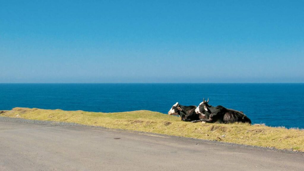two cows relaxing coffee bay wild coast eastern cape south africa