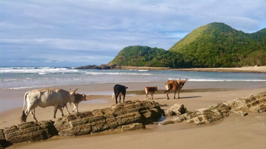 cows second beach port st johns south africa
