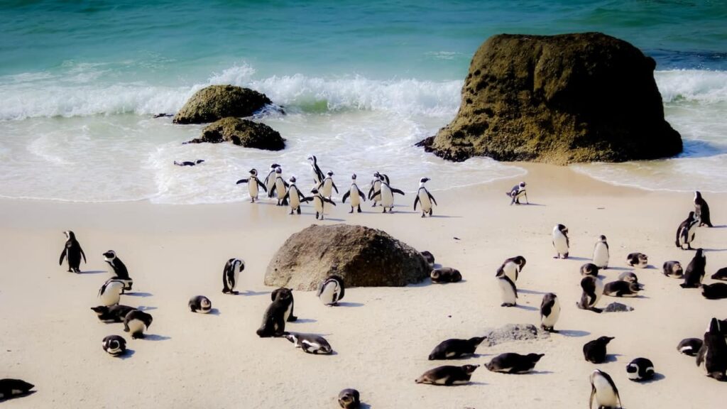 South African penguins at Boulders Beach
