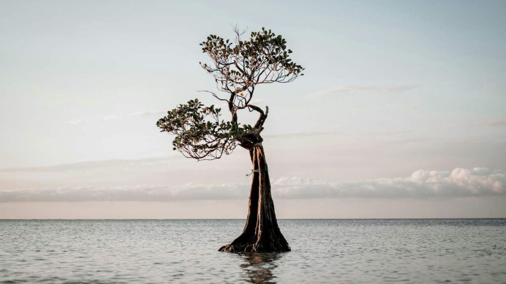 A mangrove tree in Walakari Sumba Indonesia