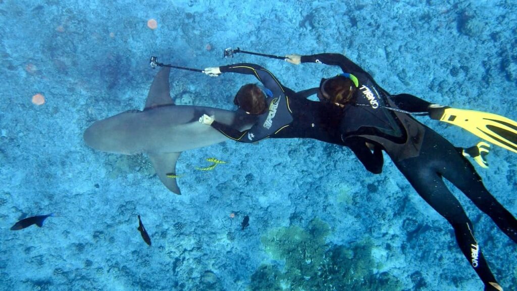 Bora Bora scuba diving with sharks for the couple