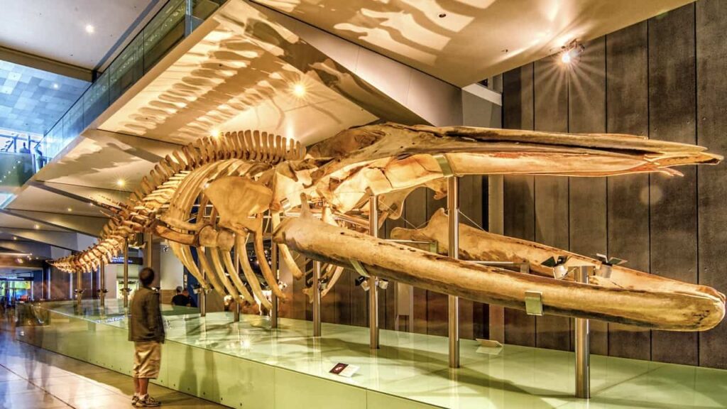 blue whale skeleton melbourne museum australia