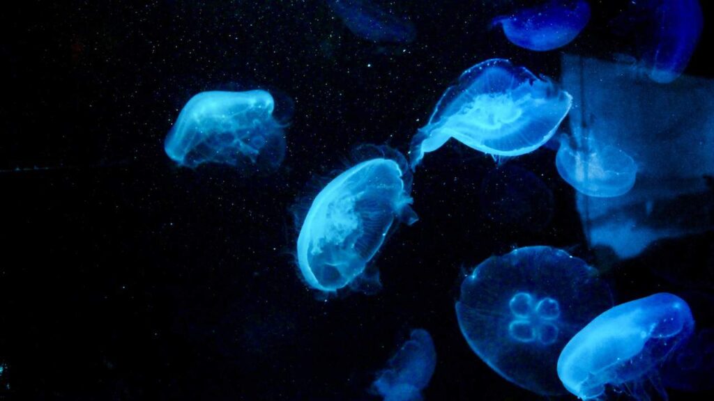 jellyfish in SEA LIFE Melbourne Aquarium Australia