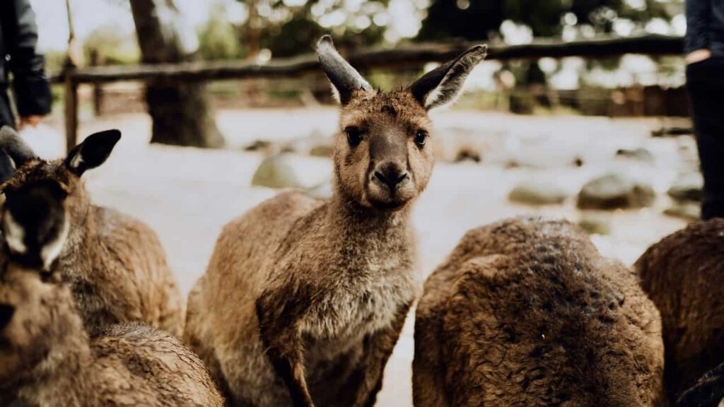 wet kangaroos Melbourne Zoo australia