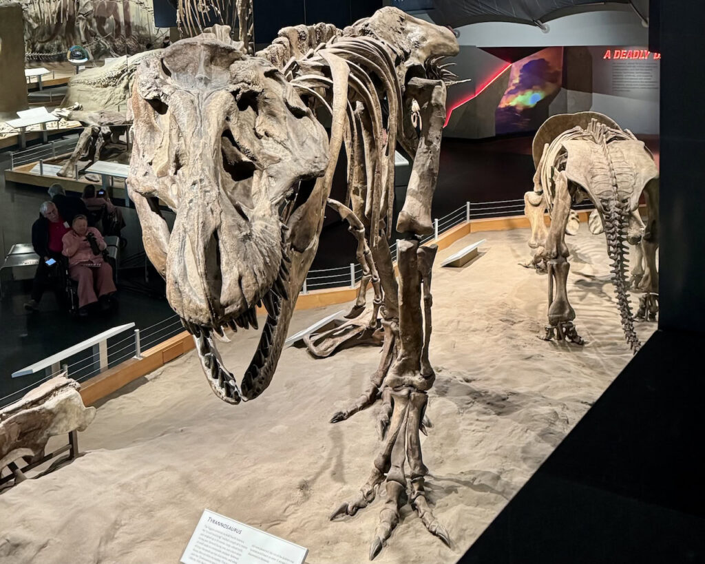 Tyrannosaurus rex skeleton at the Royal Tyrrell Museum Drumheller