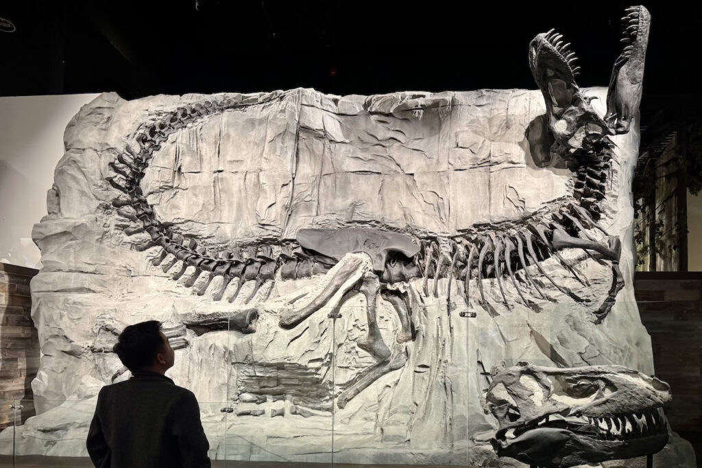 Panoramic view of dinosaur skeletons at the Royal Tyrrell Museum