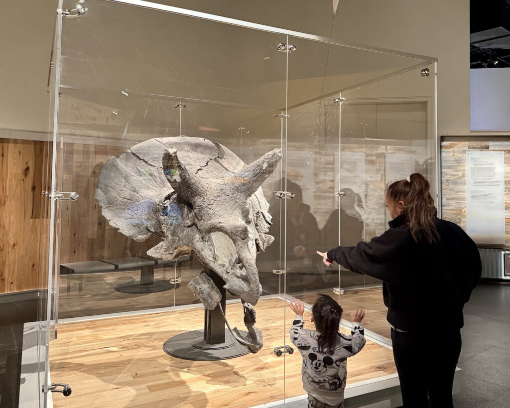 Triceratops skull fossil display at the Royal Tyrrell Museum in Drumheller, Alberta