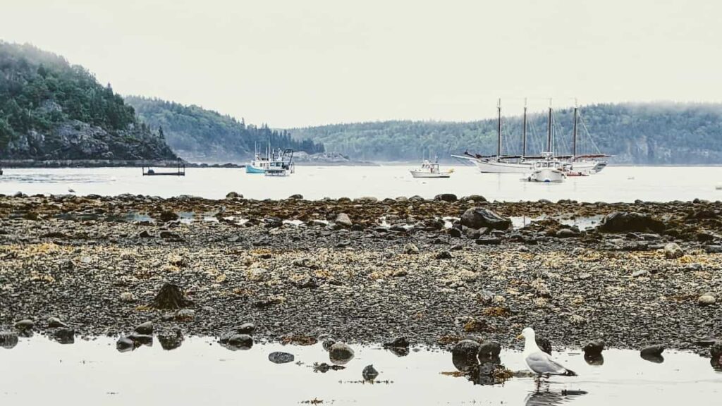 Winter coastal scenery in Bar Harbor, Maine, with boats and snowy surroundings