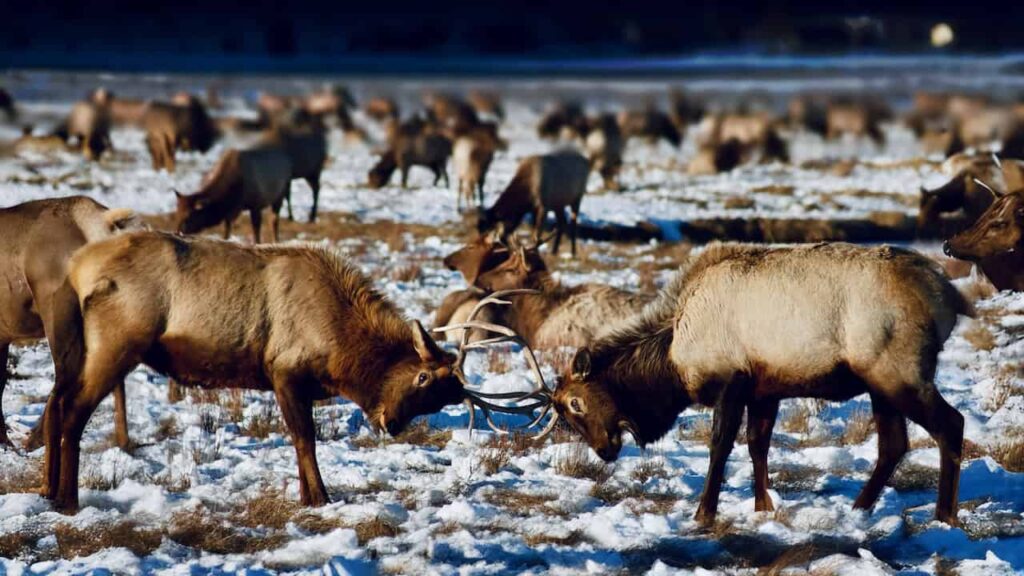 Elk herd at the National Elk Refuge near Jackson Hole, Wyoming, in winter